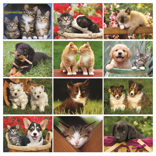 Personalized Kitten Calendar - Four Paws #810