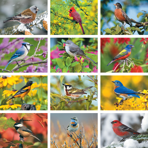 Personalized Calendar - Nature's Songbirds #875