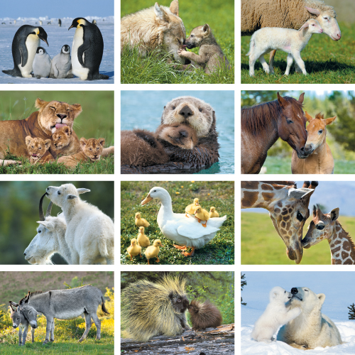 Personalized Calendar - Animal Babies #890
